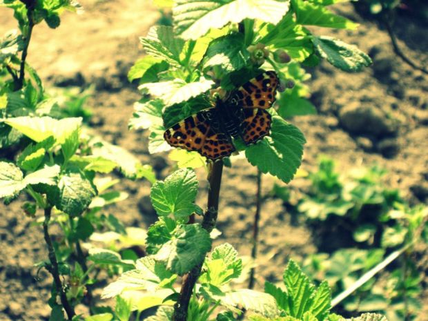 szczecin-i-okolice-niebo-00a