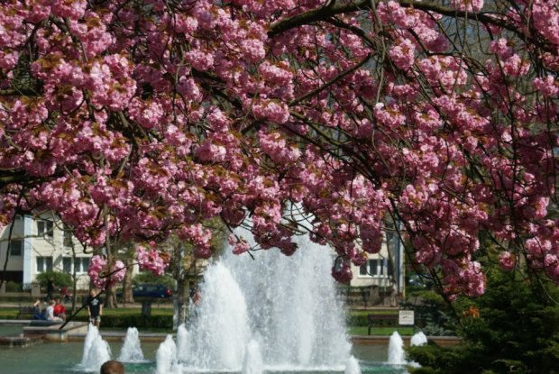magnolie-szczecin