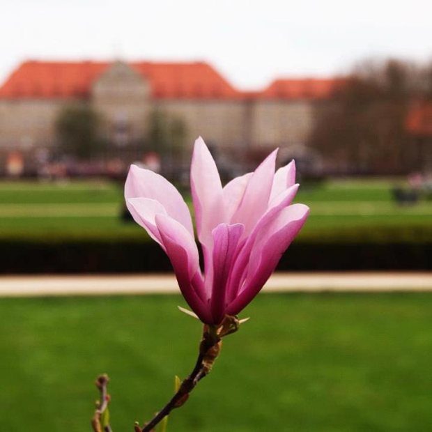 magnolie-szczecin3