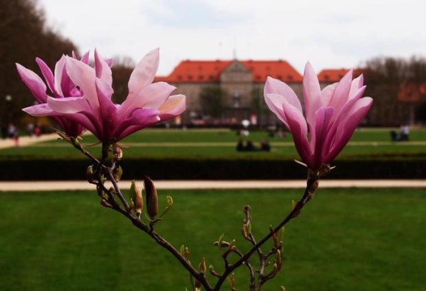 magnolie-szczecin4